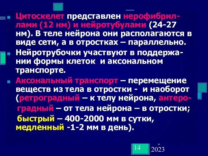 02 September 2023 Цитоскелет представлен нерофибрил-лами (12 нм) и нейротубулами (24-27