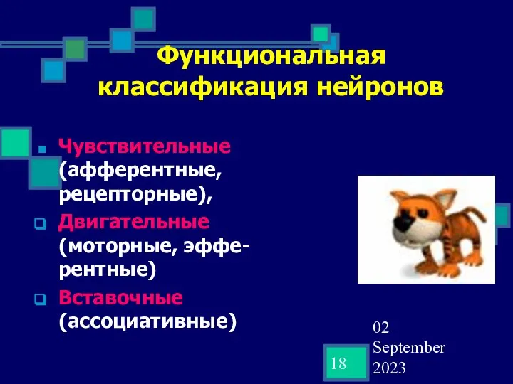 02 September 2023 Функциональная классификация нейронов Чувствительные (афферентные, рецепторные), Двигательные (моторные, эффе-рентные) Вставочные (ассоциативные)