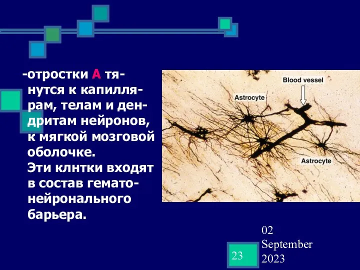 02 September 2023 отростки А тя-нутся к капилля-рам, телам и ден-дритам