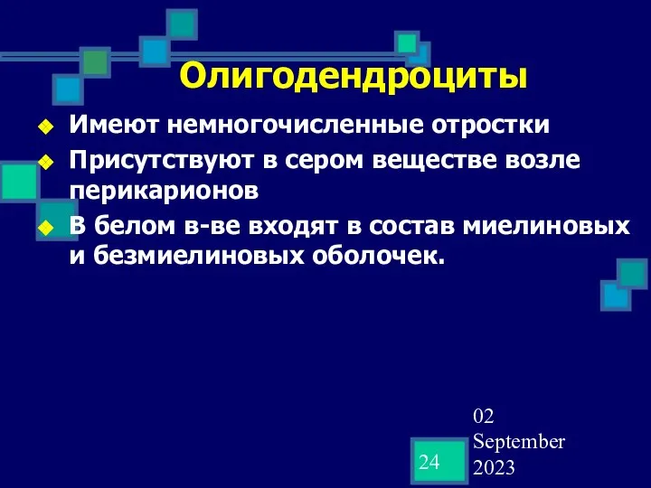 02 September 2023 Олигодендроциты Имеют немногочисленные отростки Присутствуют в сером веществе