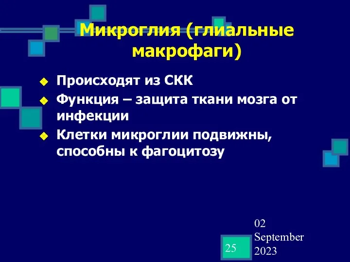 02 September 2023 Микроглия (глиальные макрофаги) Происходят из СКК Функция –