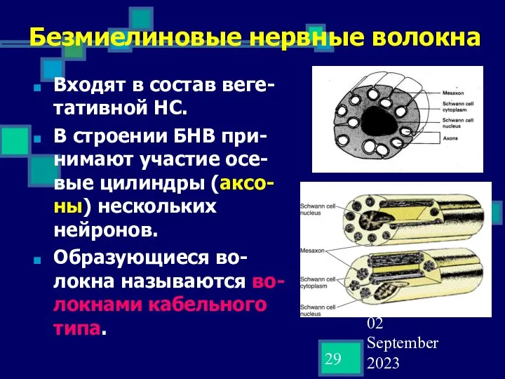 02 September 2023 Безмиелиновые нервные волокна Входят в состав веге-тативной НС.