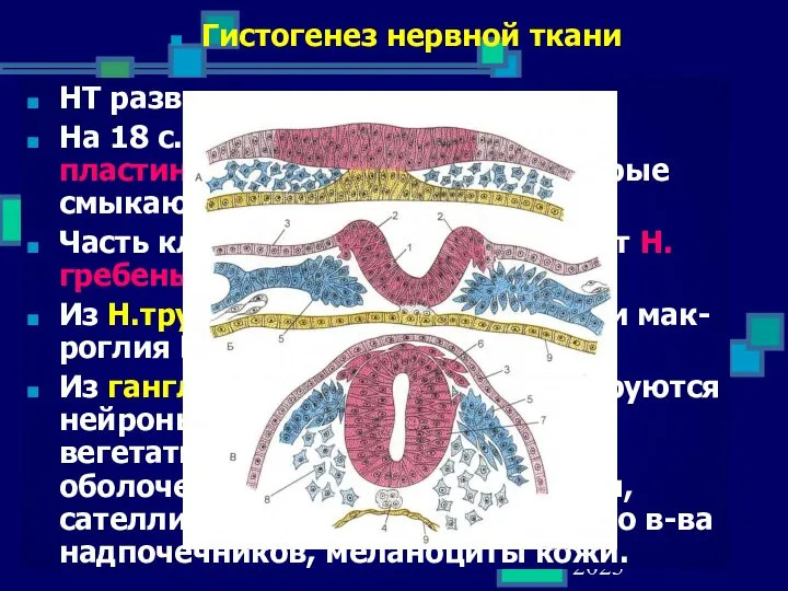 02 September 2023 НТ развивается из эктодермы На 18 с. дифференцируется