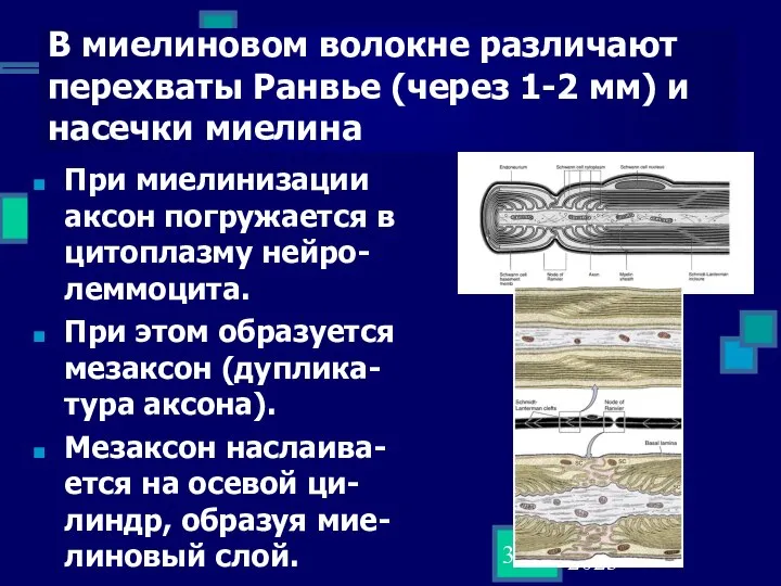 02 September 2023 В миелиновом волокне различают перехваты Ранвье (через 1-2