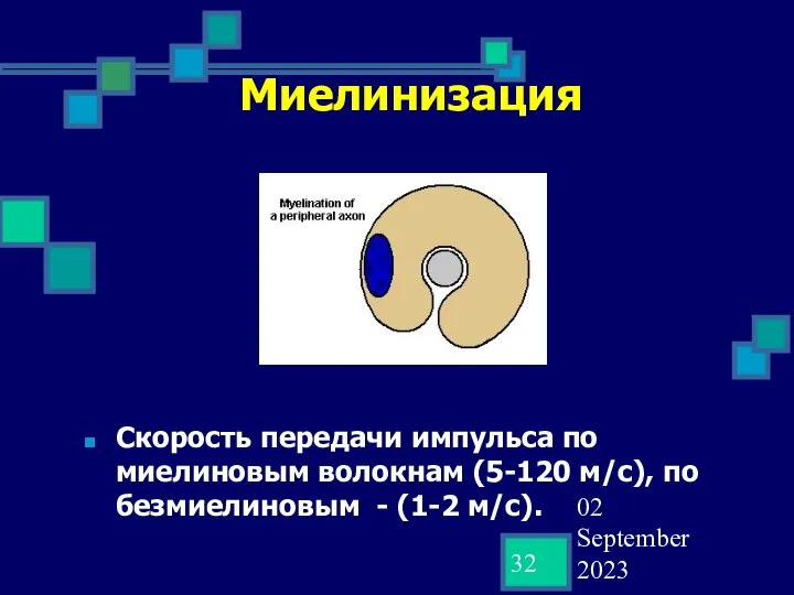 02 September 2023 Миелинизация Скорость передачи импульса по миелиновым волокнам (5-120