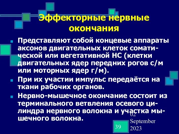 02 September 2023 Эффекторные нервные окончания Представляют собой концевые аппараты аксонов