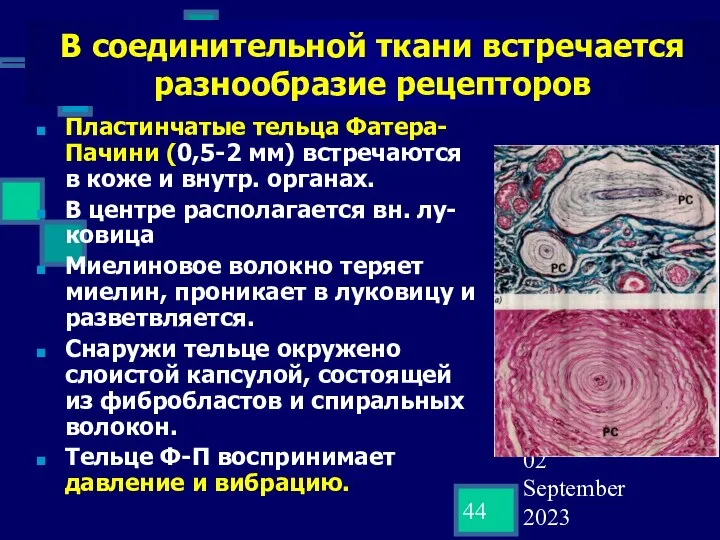 02 September 2023 В соединительной ткани встречается разнообразие рецепторов Пластинчатые тельца