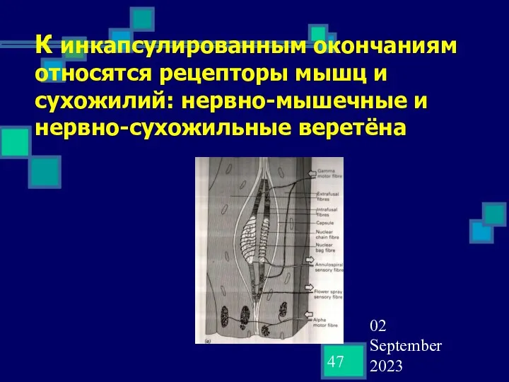 02 September 2023 К инкапсулированным окончаниям относятся рецепторы мышц и сухожилий: нервно-мышечные и нервно-сухожильные веретёна