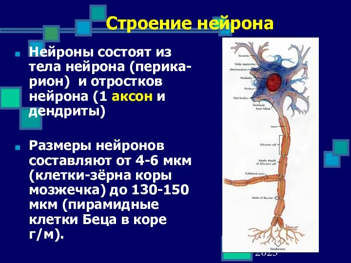 02 September 2023 Строение нейрона Нейроны состоят из тела нейрона (перика-рион)