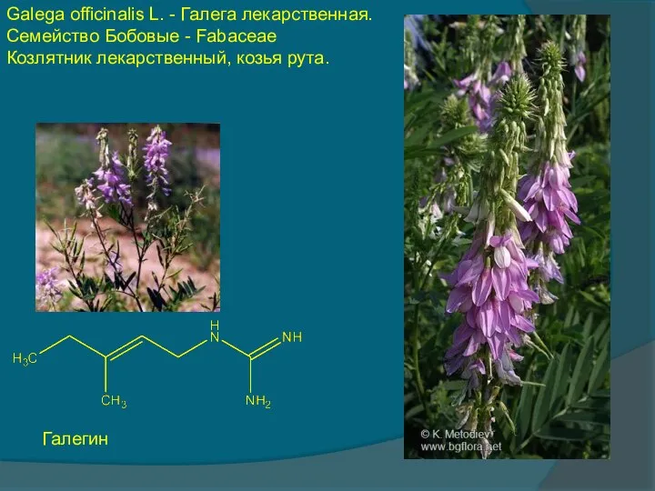 Galega officinalis L. - Галега лекарственная. Cемейство Бобовые - Fabaceae Козлятник лекарственный, козья рута. Галегин