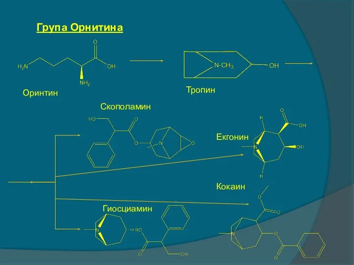 Група Орнитина Оринтин Тропин Скополамин Гиосциамин Екгонин Кокаин