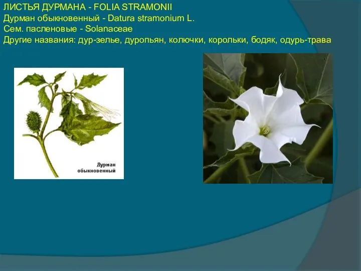 ЛИСТЬЯ ДУРМАНА - FOLIA STRAMONII Дурман обыкновенный - Datura stramonium L.