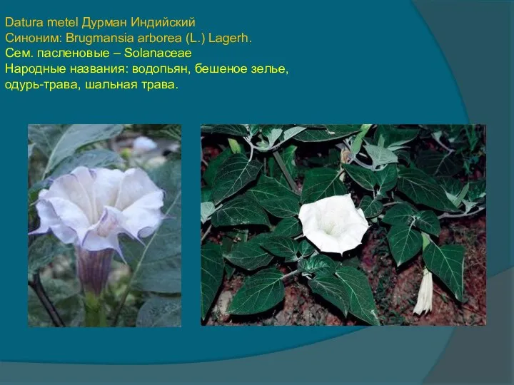 Datura metel Дурман Индийский Синоним: Brugmansia arborea (L.) Lagerh. Сем. пасленовые