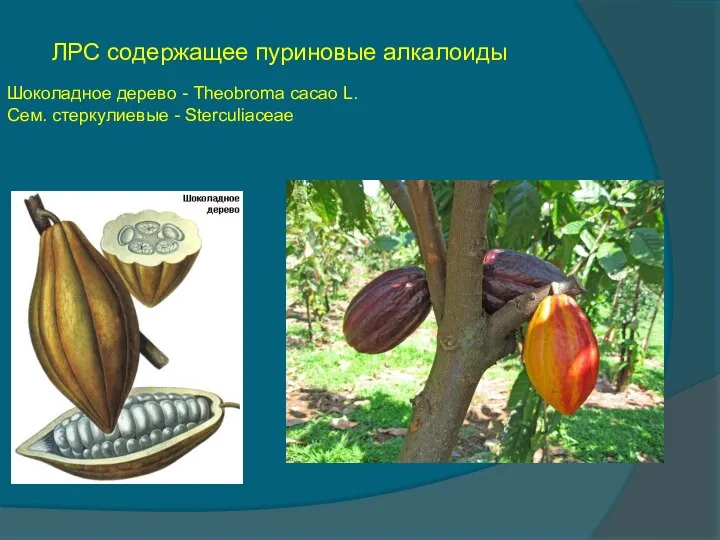 ЛРС содержащее пуриновые алкалоиды Шоколадное дерево - Theobroma cacao L. Сем. стеркулиевые - Sterculiaceae