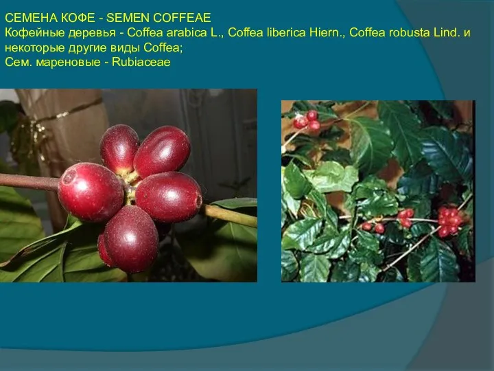 СЕМЕНА КОФЕ - SEMEN COFFEAE Кофейные деревья - Coffea arabica L.,