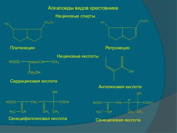 Алкалоиды видов крестовника Нециновые спирты Платинецин Ретронецин Нециновые кислоты Ангеликовая кислота