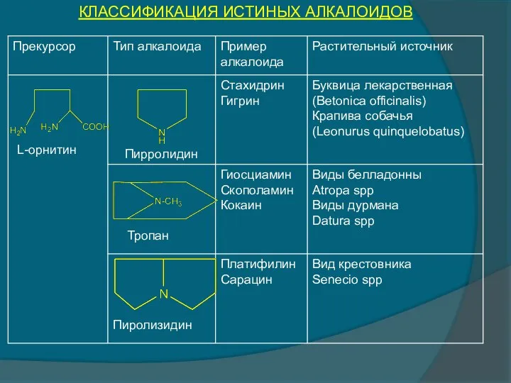 КЛАССИФИКАЦИЯ ИСТИНЫХ АЛКАЛОИДОВ L-орнитин Пирролидин