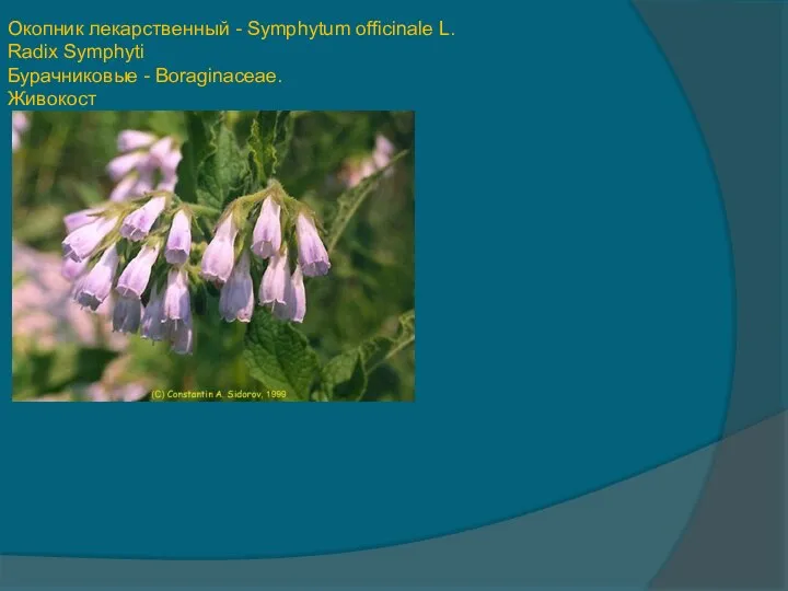 Окопник лекарственный - Symphytum officinale L. Radix Symphyti Бурачниковые - Boraginaceae. Живокост