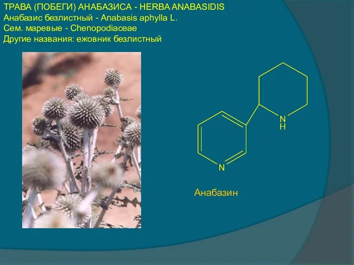 ТРАВА (ПОБЕГИ) АНАБАЗИСА - HERBA ANABASIDIS Анабазис безлистный - Anabasis aphylla