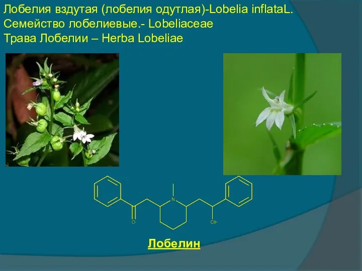 Лобелия вздутая (лобелия одутлая)-Lobelia inflataL. Семейство лобелиевые.- Lobeliaceae Трава Лобелии – Herba Lobeliae Лобелин