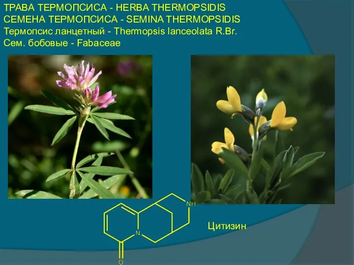 ТРАВА ТЕРМОПСИСА - HERBA THERMOPSIDIS СЕМЕНА ТЕРМОПСИСА - SEMINA THERMOPSIDIS Термопсис