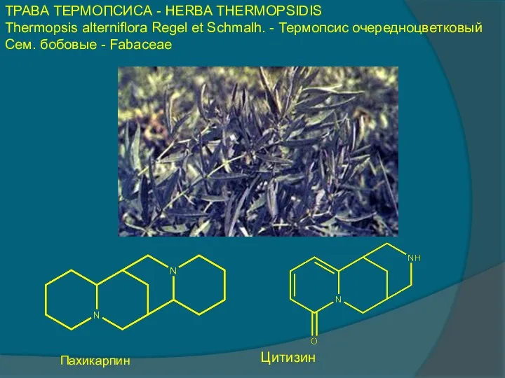 ТРАВА ТЕРМОПСИСА - HERBA THERMOPSIDIS Thermopsis alterniflora Regel et Schmalh. -