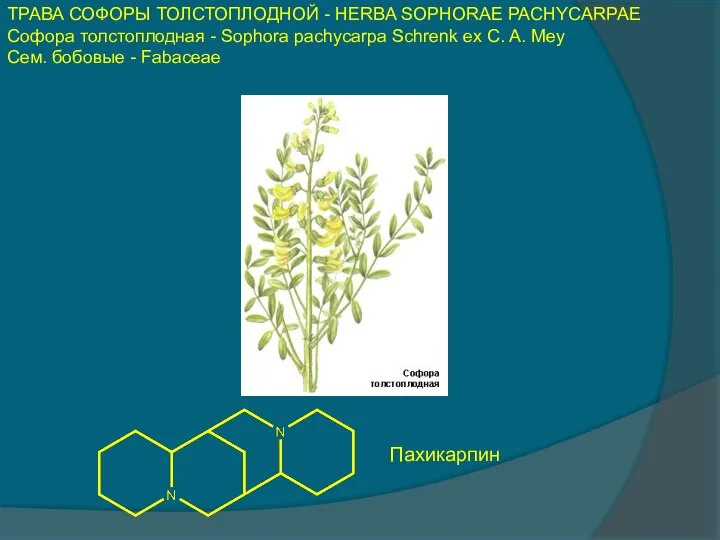 ТРАВА СОФОРЫ ТОЛСТОПЛОДНОЙ - HERBA SOPHORAE PACHYCARPAE Софора толстоплодная - Sophora