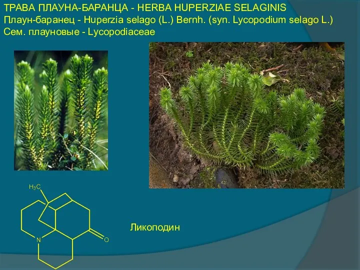 ТРАВА ПЛАУНА-БАРАНЦА - HERBA HUPERZIAE SELAGINIS Плаун-баранец - Huperzia selago (L.)