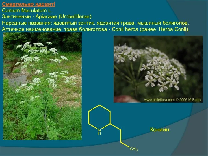 Смертельно ядовит! Conium Maculatum L. 3онтичнные - Apiaceae (Umbelliferae) Народные названия: