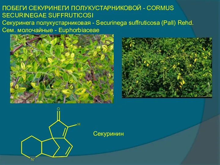 ПОБЕГИ СЕКУРИНЕГИ ПОЛУКУСТАРНИКОВОЙ - CORMUS SECURINEGAE SUFFRUTICOSI Секуринега полукустарниковая - Securinega