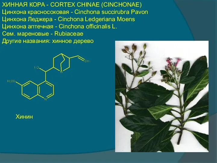 ХИННАЯ КОРА - CORTEX CHINAE (CINCHONAE) Цинхона красносоковая - Cinchona succirubra