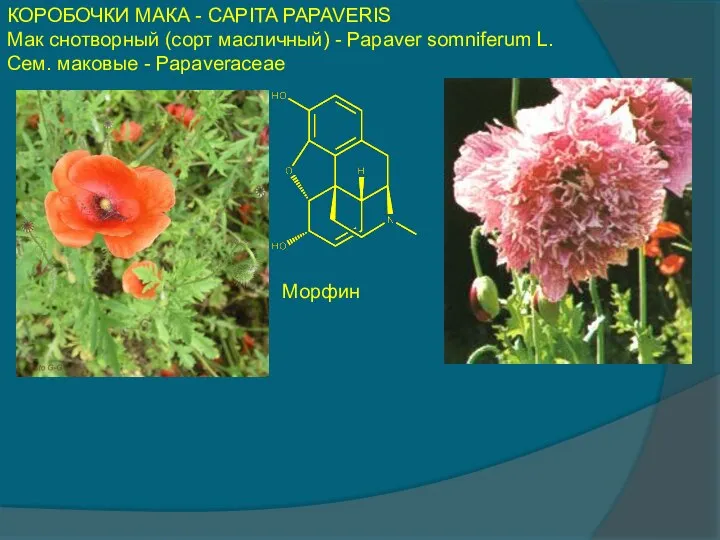 КОРОБОЧКИ МАКА - CAPITA PAPAVERIS Мак снотворный (сорт масличный) - Papaver