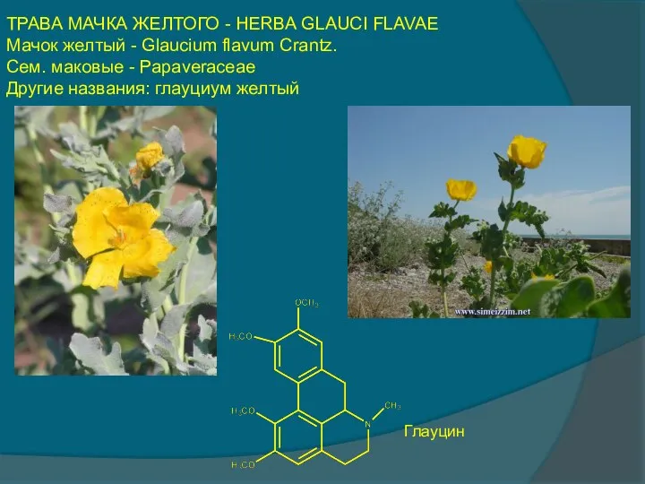 ТРАВА МАЧКА ЖЕЛТОГО - HERBA GLAUCI FLAVAE Мачок желтый - Glaucium