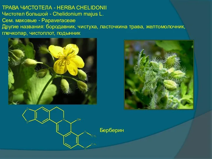 ТРАВА ЧИСТОТЕЛА - HERBA CHELIDONII Чистотел большой - Chelidonium majus L.