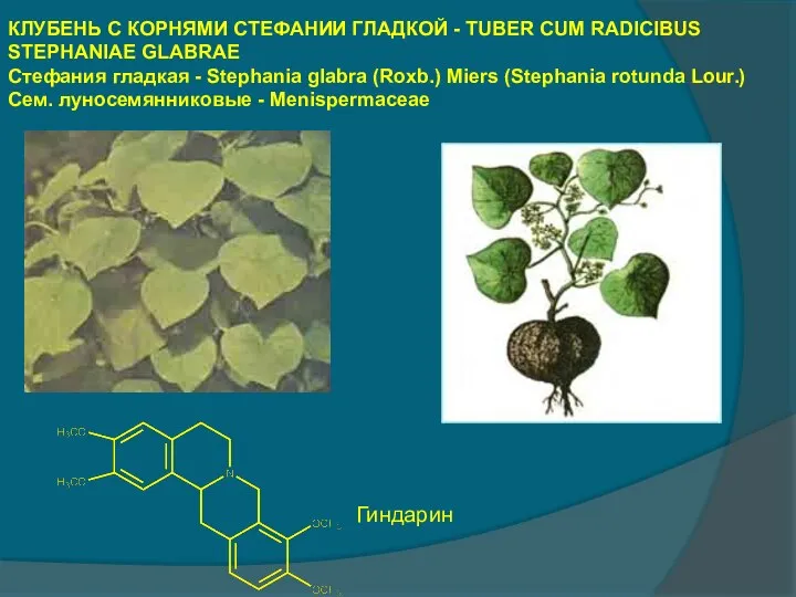 КЛУБЕНЬ С КОРНЯМИ СТЕФАНИИ ГЛАДКОЙ - TUBER CUM RADICIBUS STEPHANIAE GLABRAE