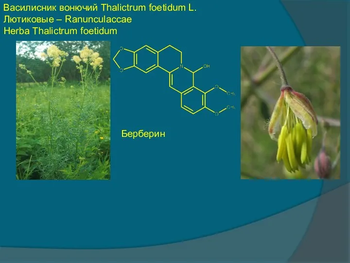 Василисник вонючий Thalictrum foetidum L. Лютиковые – Ranunculaccae Herba Thalictrum foetidum Берберин