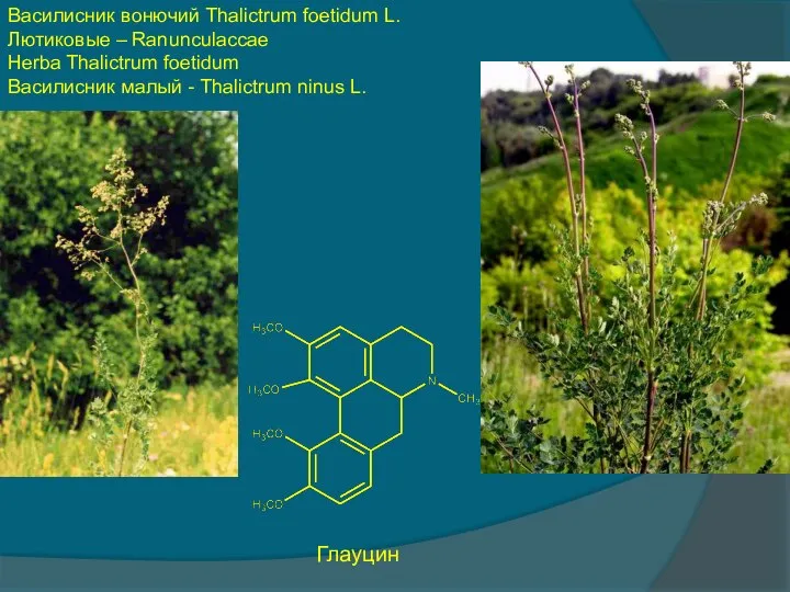 Василисник вонючий Thalictrum foetidum L. Лютиковые – Ranunculaccae Herba Thalictrum foetidum