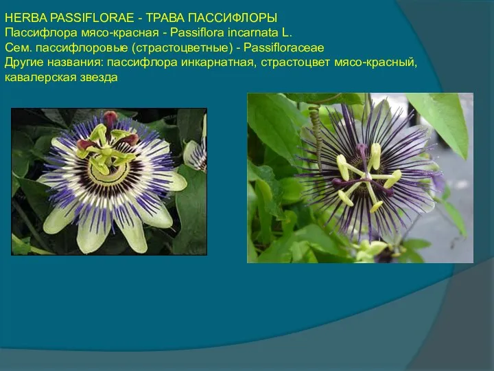 HERBA PASSIFLORAE - ТРАВА ПАССИФЛОРЫ Пассифлора мясо-красная - Passiflora incarnata L.