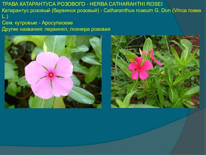 ТРАВА КАТАРАНТУСА РОЗОВОГО - HERBA CATHARAHTHI ROSEI Катарантус розовый (барвинок розовый)