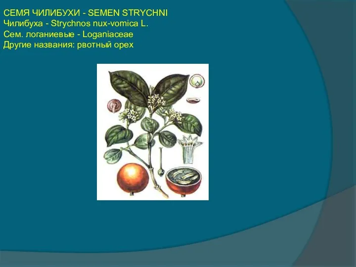 СЕМЯ ЧИЛИБУХИ - SEMEN STRYCHNI Чилибуха - Strychnos nux-vomica L. Сем.