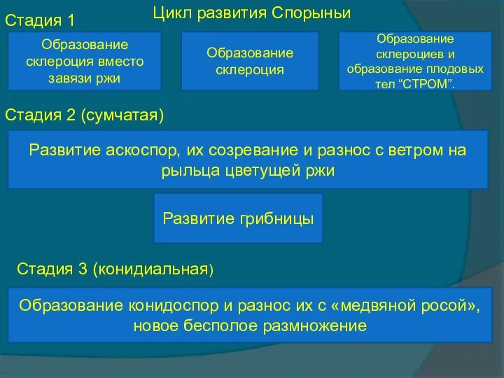 Цикл развития Спорыньи Образование склероция вместо завязи ржи Образование склероциев и