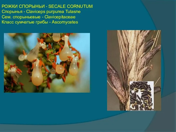 РОЖКИ СПОРЫНЬИ - SECALE CORNUTUM Спорынья - Claviceps purpurea Tulasne Сем.