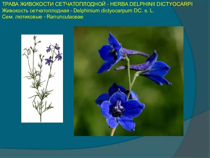 ТРАВА ЖИВОКОСТИ СЕТЧАТОПЛОДНОЙ - HERBA DELPHINII DICTYOCARPI Живокость сетчатоплодная - Delphinium