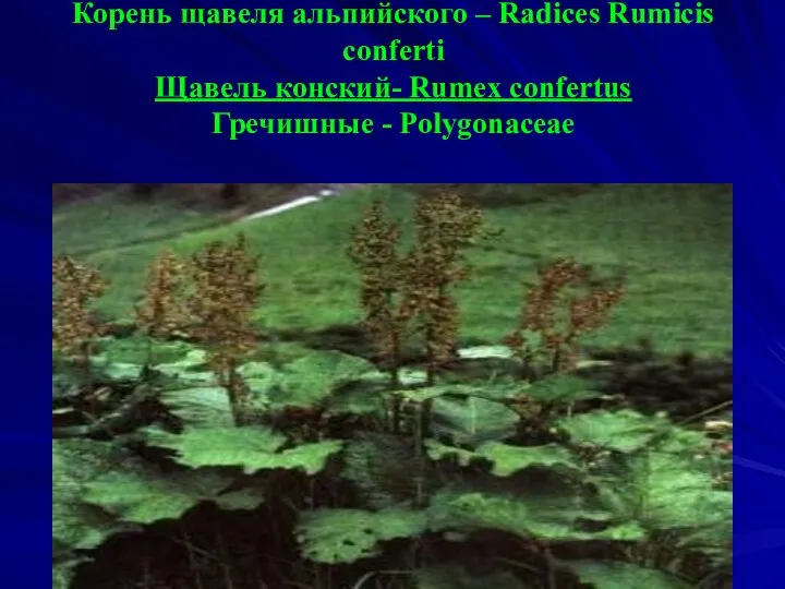 Корень щавеля альпийского – Radices Rumicis conferti Щавель конский- Rumex confertus Гречишные - Polygonaceae