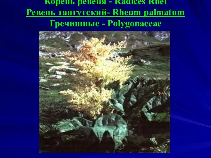 Корень ревеня - Radices Rhei Ревень тангутский- Rheum palmatum Гречишные - Polygonaceae