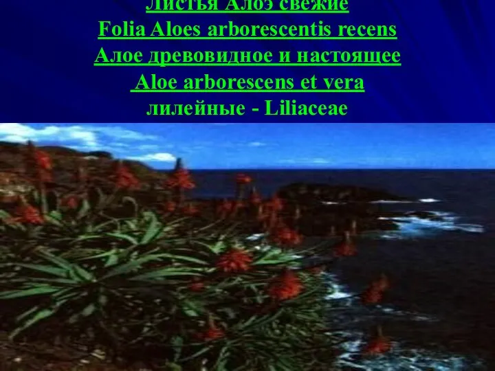 Листья Алоэ свежие Folia Aloes arborescentis recens Алое древовидное и настоящее