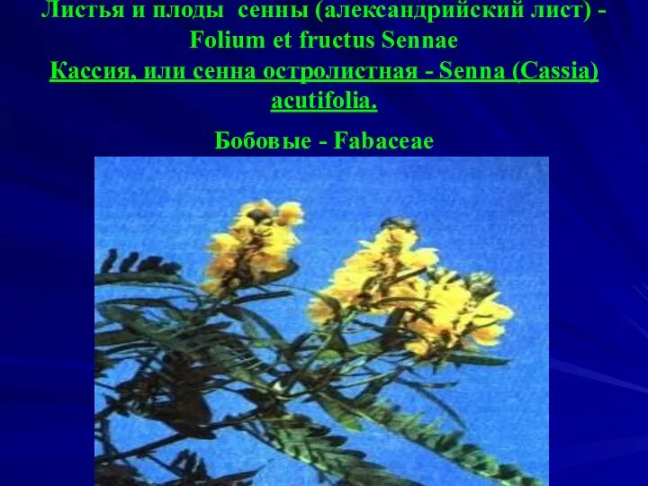 Листья и плоды сенны (александрийский лист) - Folium et fructus Sennae