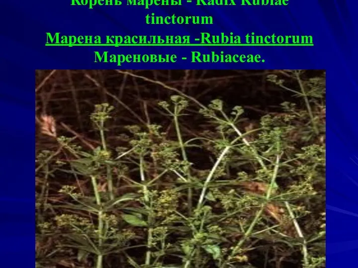 Корень марены - Radix Rubiae tinсtorum Марена красильная -Rubia tinctorum Мареновые - Rubiaceae.