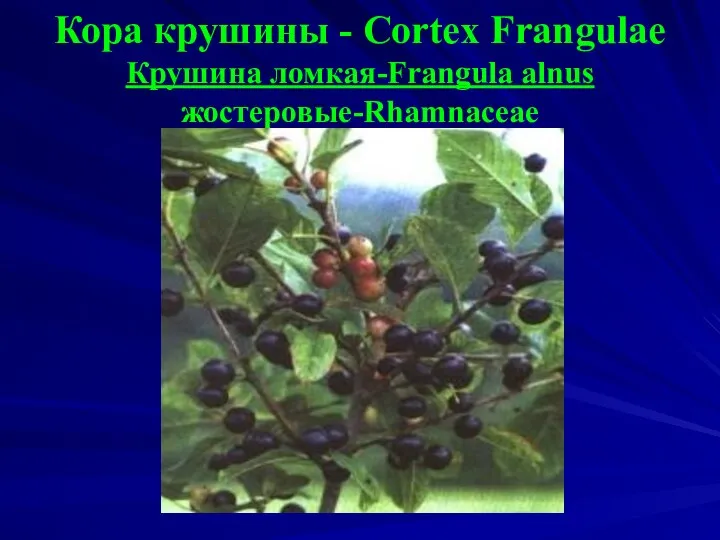 Кора крушины - Cortex Frangulae Крушина ломкая-Frangula alnus жостеровые-Rhamnaceae