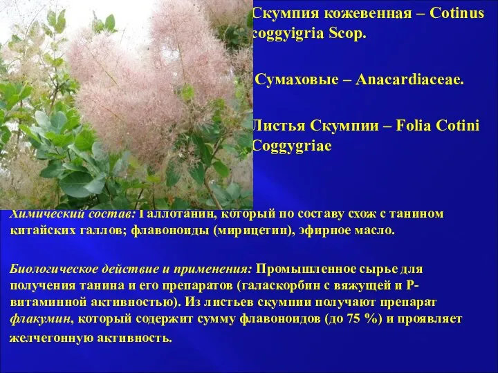 Скумпия кожевенная – Cotinus coggyigria Scop. Сумаховые – Anacardiaceae. Листья Скумпии